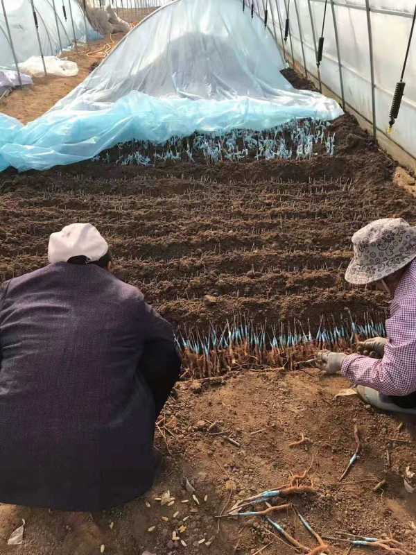 水蜜桃苹果苗