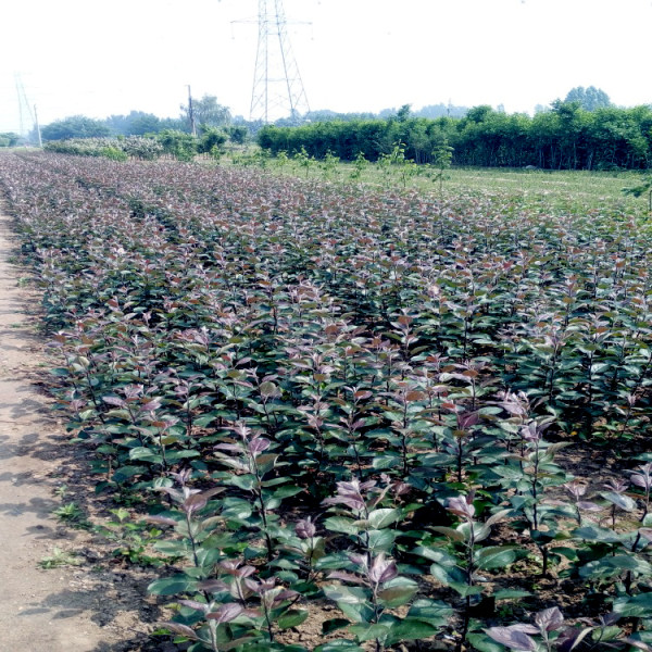 水蜜桃苹果苗