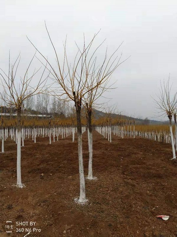 高杆金枝槐