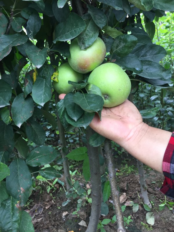 柱状苹果苗