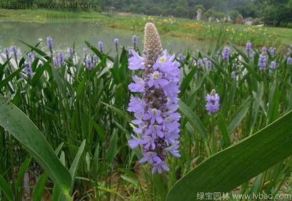 梭魚(yú)草