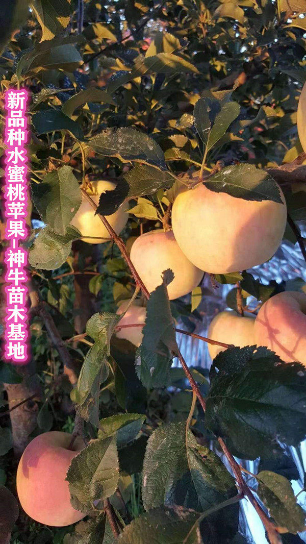 水蜜桃苹果苗