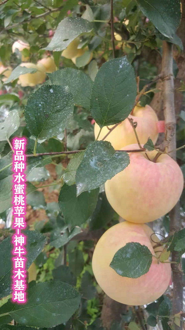 水蜜桃苹果苗