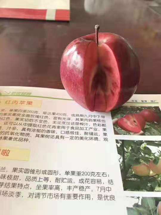 紅肉蘋果苗