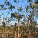 湖北锯杆移植栾树价格