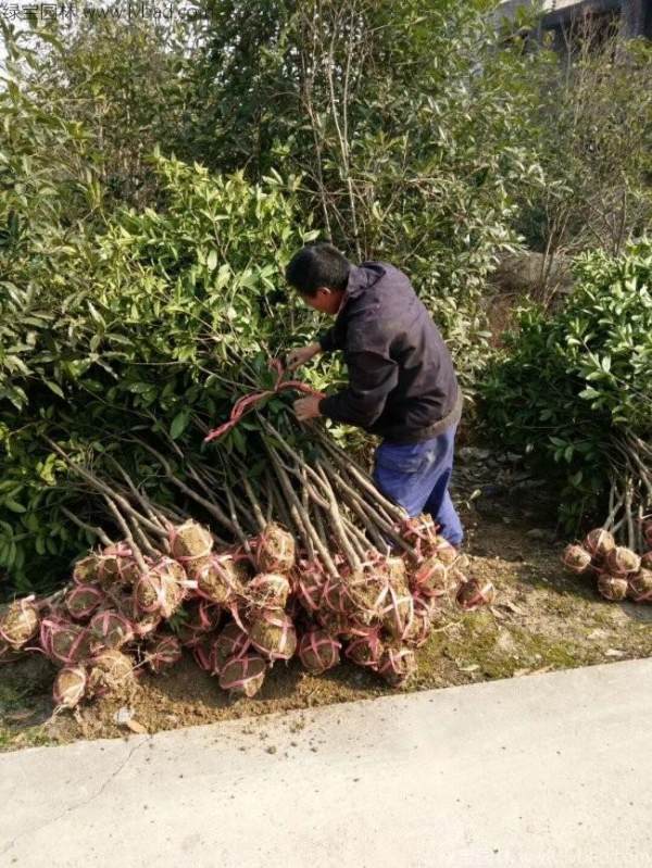 桂花樹