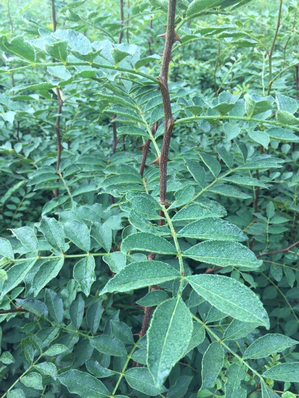 獅子頭花椒苗