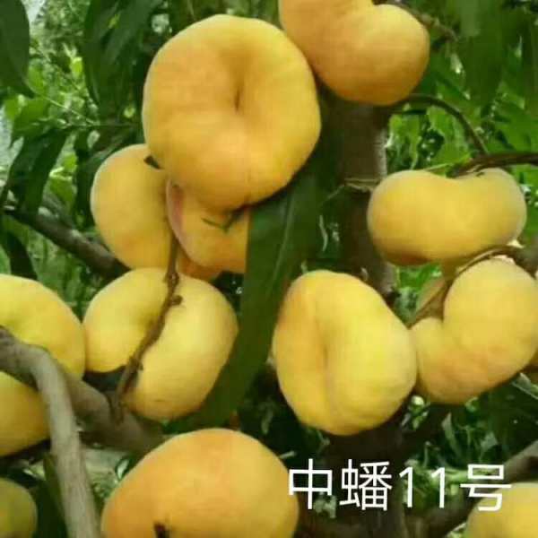 春麗桃樹苗