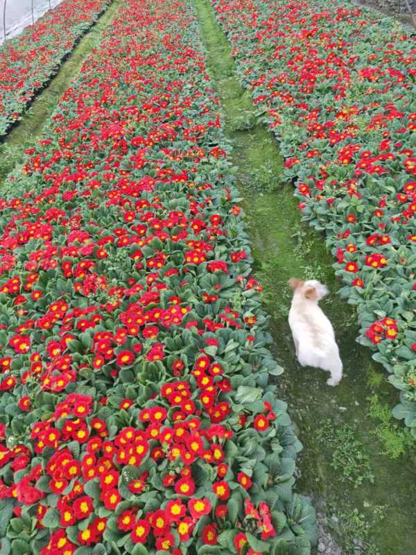 報春花