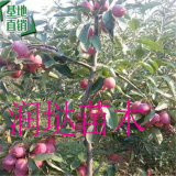 蜜脆苹果苗，蜜脆苹果树苗，2020年苹果苗价格