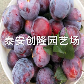 風(fēng)味玫瑰李子苗價(jià)格，一公分風(fēng)味玫瑰李子苗多少錢