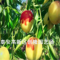 一公分冬棗樹苗價(jià)格冬棗樹苗多少錢一棵