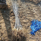 红肉苹果树 红色之爱苹果树价格 哪里有红芯苹果树