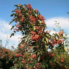 陜西哪里有賣無刺大紅袍花椒樹苗基地 獅子頭紅花椒苗