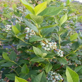 三年喜來藍(lán)莓苗什么價格 基地直銷喜來藍(lán)莓樹苗多少錢一棵