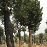 湖北移植香樟价格