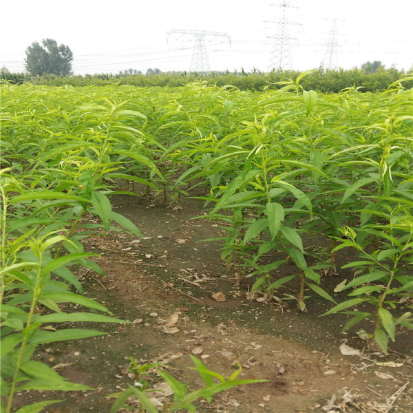 蜜碩油桃樹苗