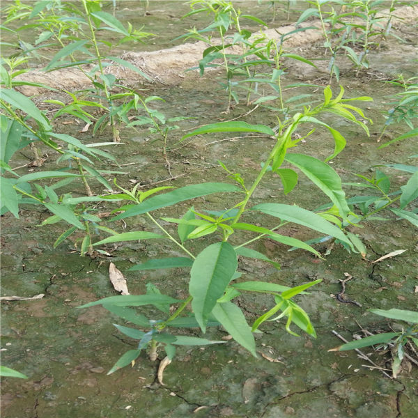 紅芒果油桃樹苗