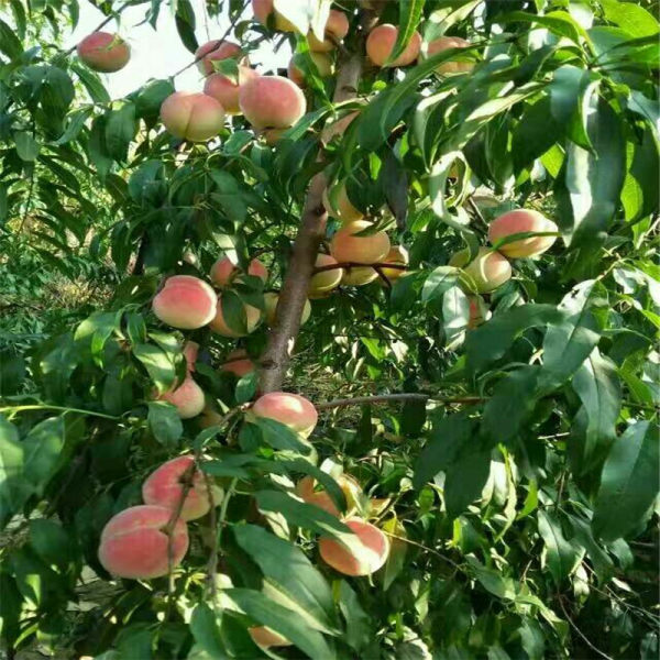 特大蜜桃1桃樹苗