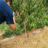 特大蜜桃1桃树苗厂家 特大蜜桃1农户自繁自育