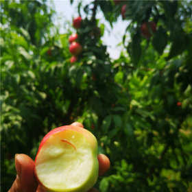 萊山蜜大規(guī)格桃樹苗萊山蜜農(nóng)戶自繁自育