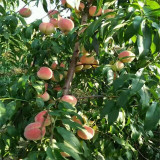 紅芒果油桃樹苗建園 紅芒果油物美價(jià)廉