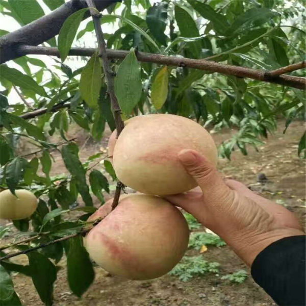 齐鲁巨红桃树苗