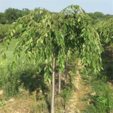 八重紅枝垂櫻嫁接紅垂枝條陽(yáng)春櫻花樹(shù)小苗庭院枝垂一年櫻花苗喬木