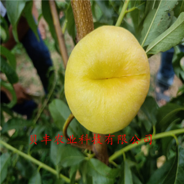 晚熟桃樹(shù)苗