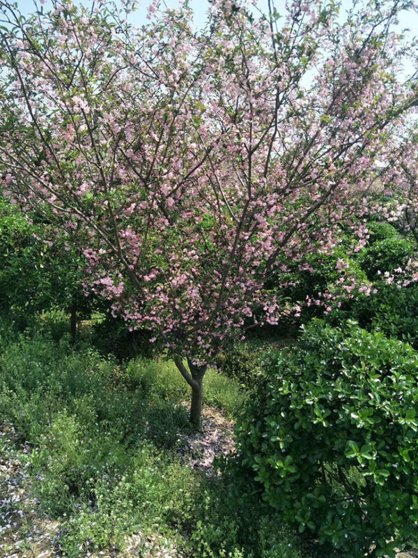 垂丝海棠