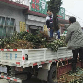 鲁丽苹果树苗出售，苹果树苗出售多少钱一棵