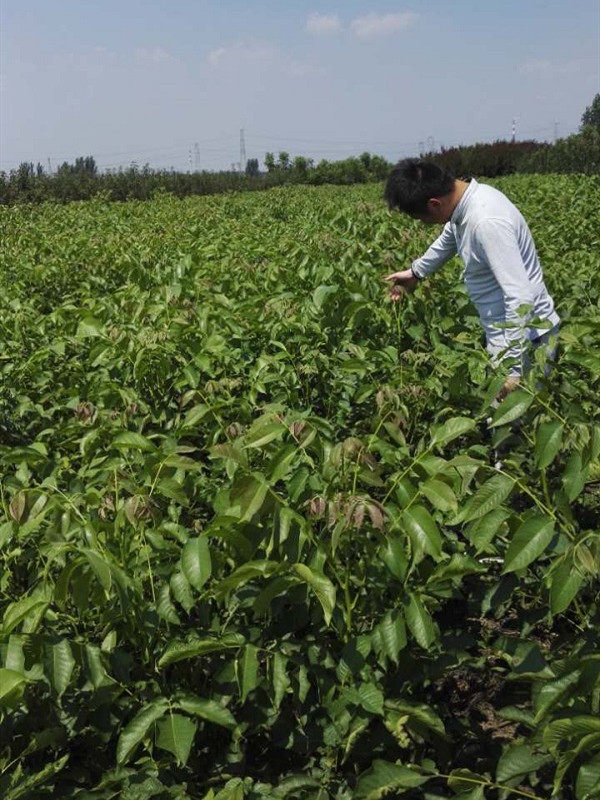 核桃树苗移栽