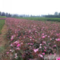 江苏丰花月季基地，丰花月季多少钱一棵？丰花月季基地图片。