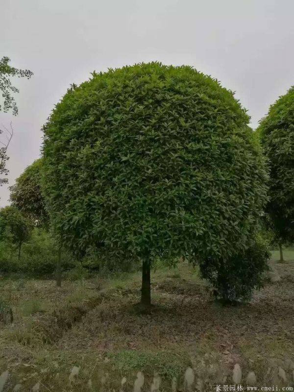 桂花樹