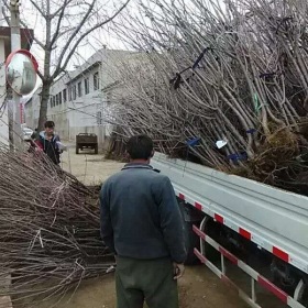 大樱桃苗价格，今年大樱桃苗价格是多少