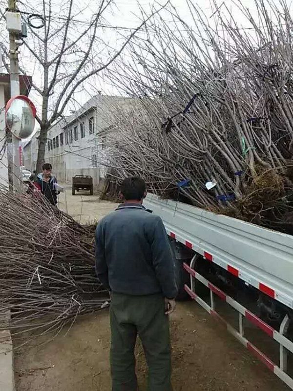 大樱桃苗价格