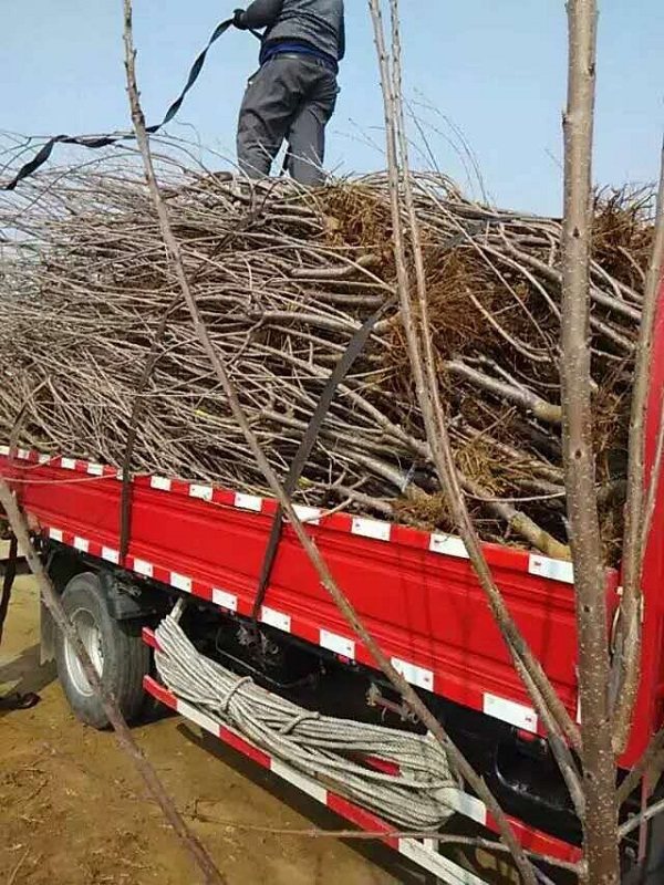 大樱桃树苗价格