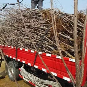 大樱桃苗基地，大樱桃苗基地价格多少钱一棵