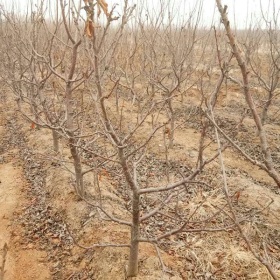 山东大樱桃苗 基地1公分大樱桃树苗价格