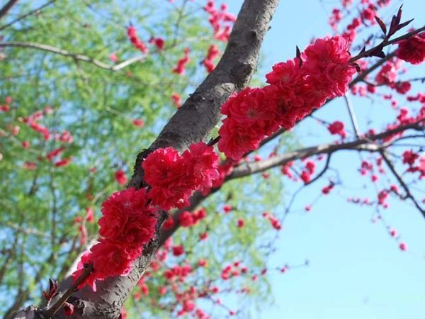 紅花碧桃