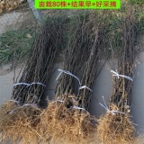 大红袍花椒苗种植地区+生长环境+产地价格