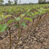 水蜜桃苹果苗哪里有卖的 4公分红肉苹果树苗处理价格多少钱一棵