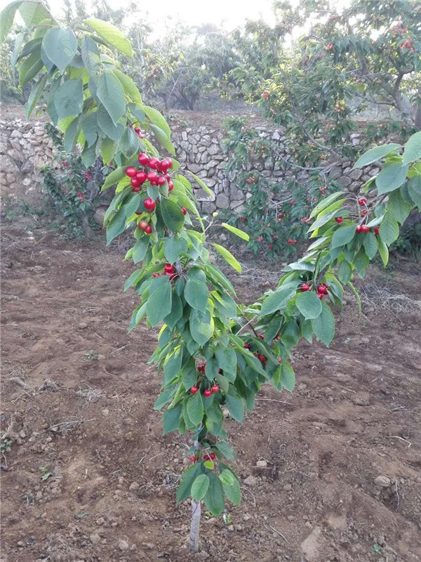 齐早樱桃苗批发基地 齐早樱桃苗多少钱