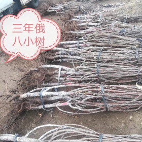 成活率高钻石之光樱桃苗基地钻石之光樱桃苗价格多少钱