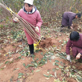 鲁樱3号樱桃苗多少钱一棵 鲁樱3号樱桃苗多少钱