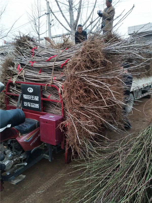 齐早樱桃苗批发基地 齐早樱桃苗多少钱