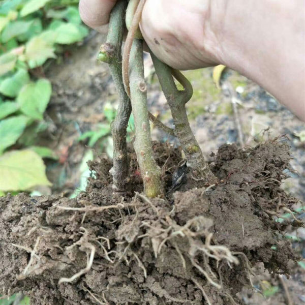 金紅50獼猴桃苗