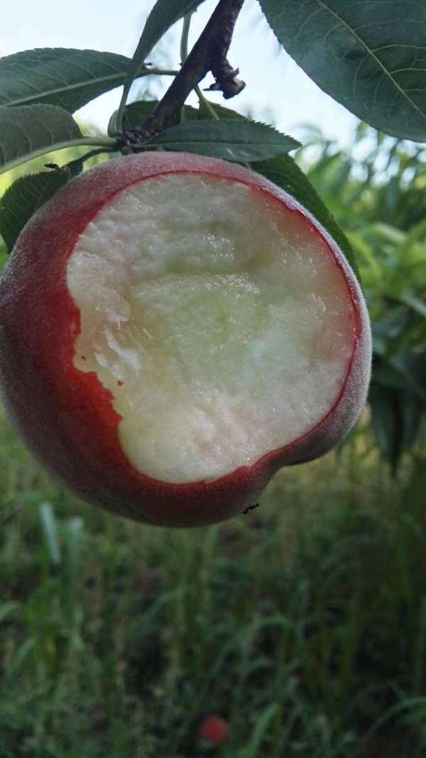 风味天后桃树苗