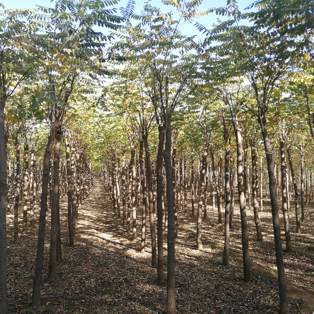 河北香花槐图片