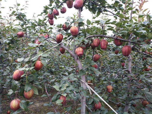 早酥紅梨樹(shù)苗